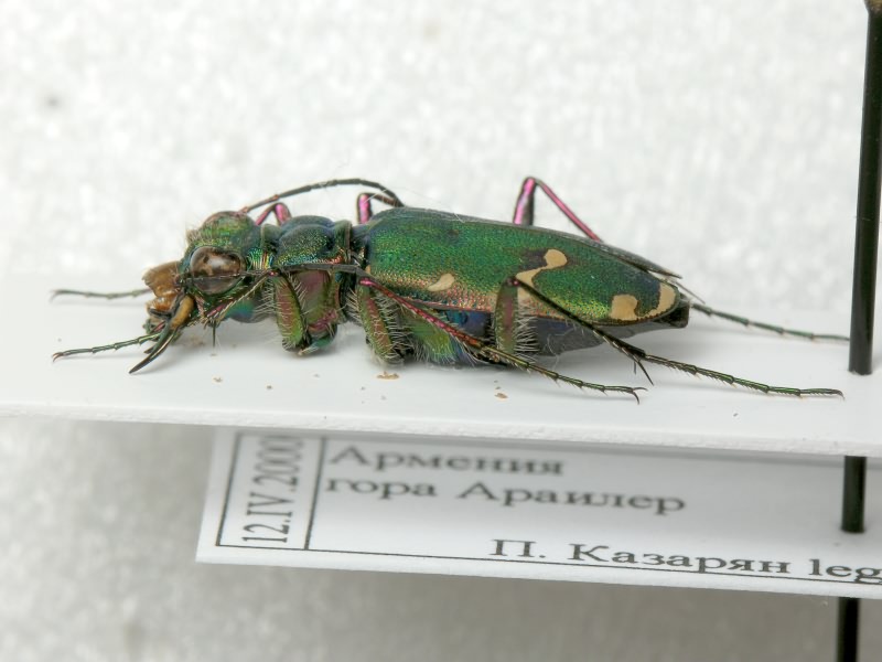 Cicindelinae